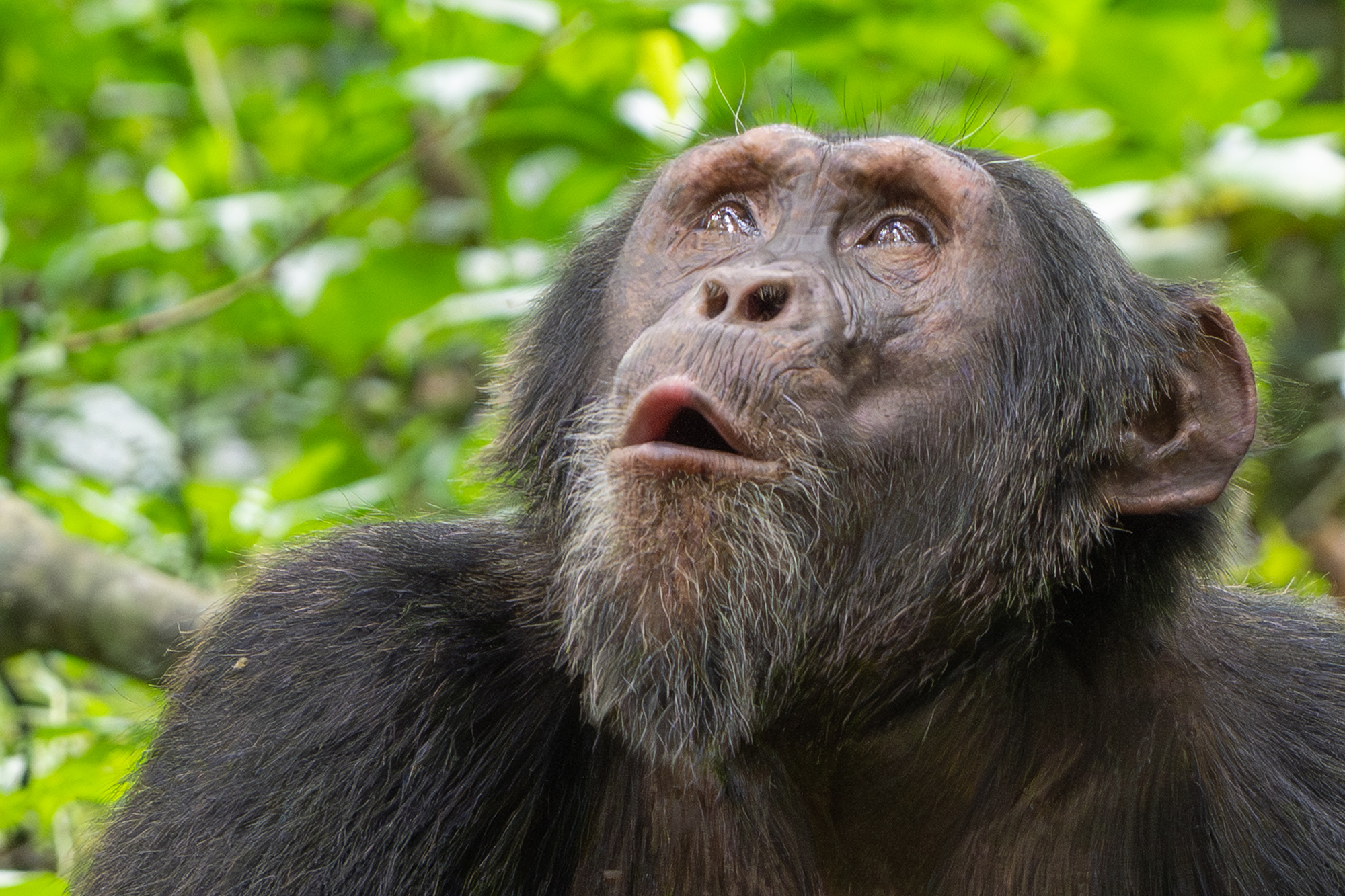 Safari Trips: Chimpanzee
