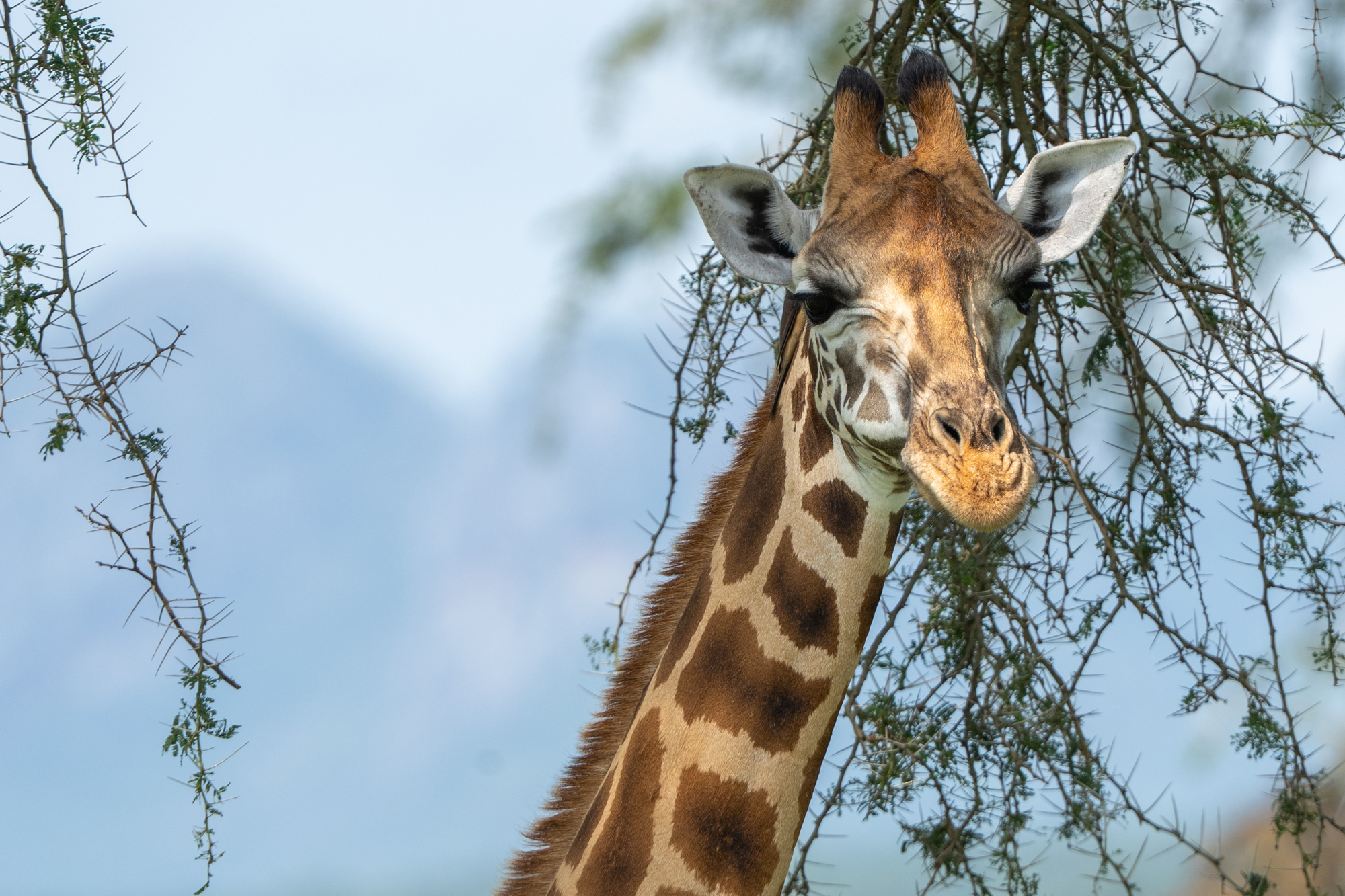 Safari Trips: Giraffe