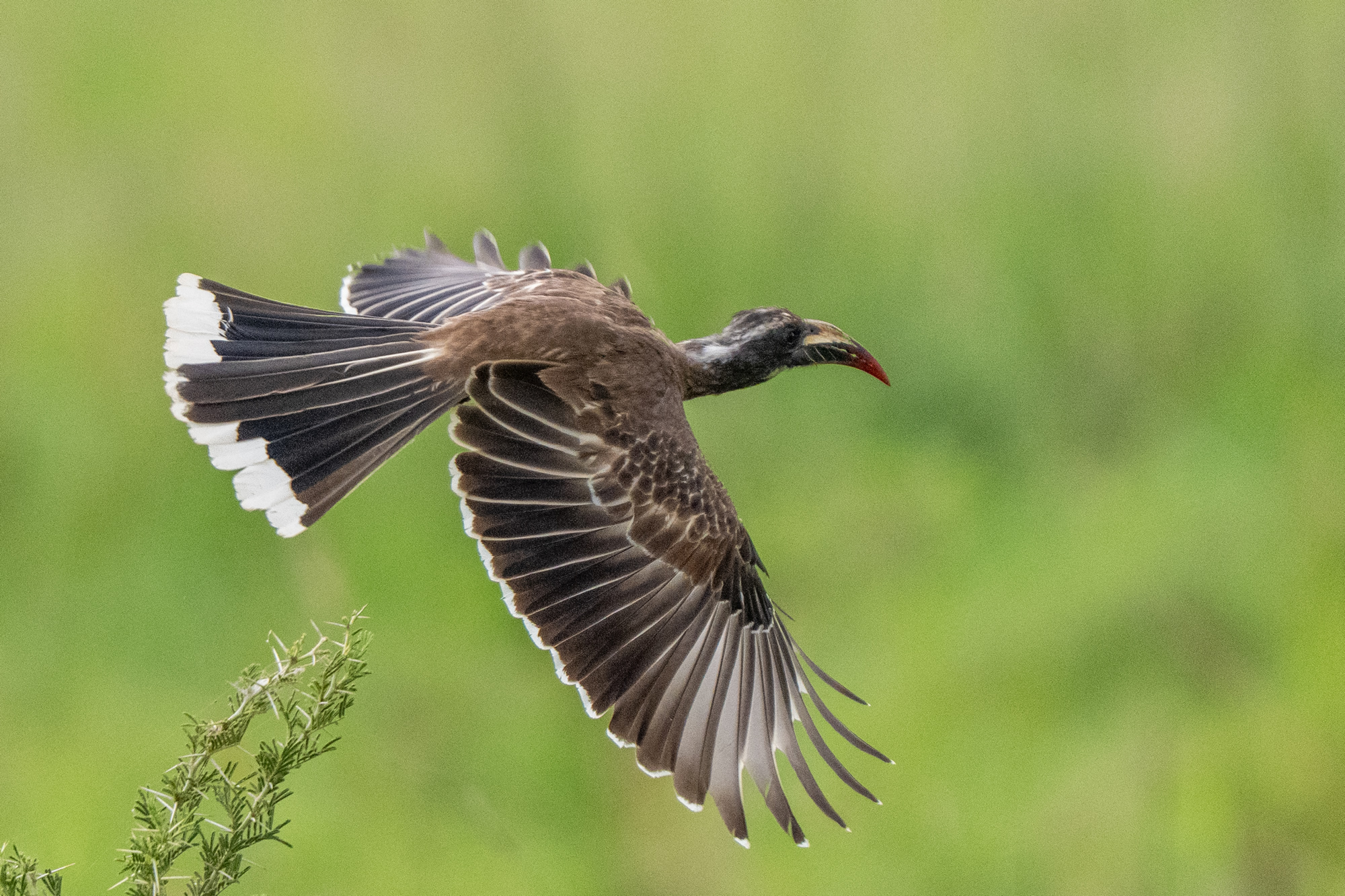 Safari Trips: Bird
