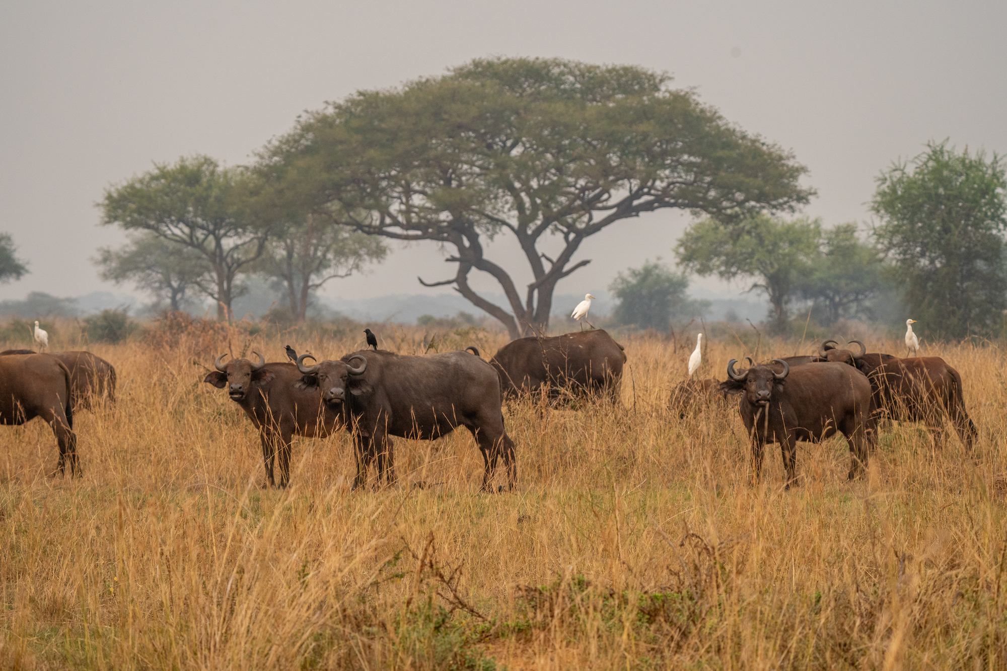 Safari Trips: Herd of Buffalo