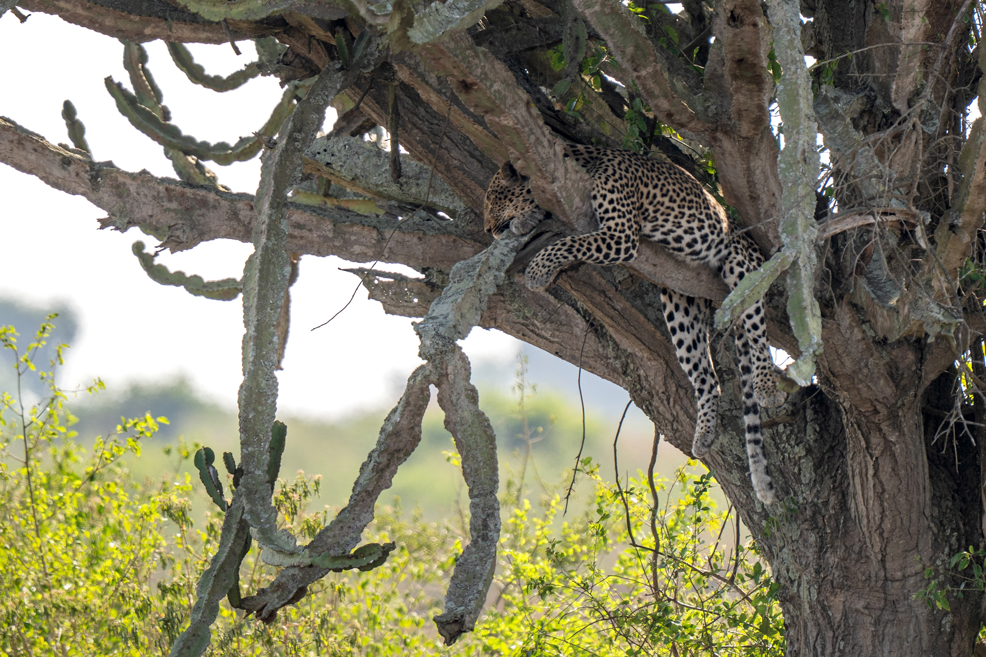 Leopard photographed on a safari