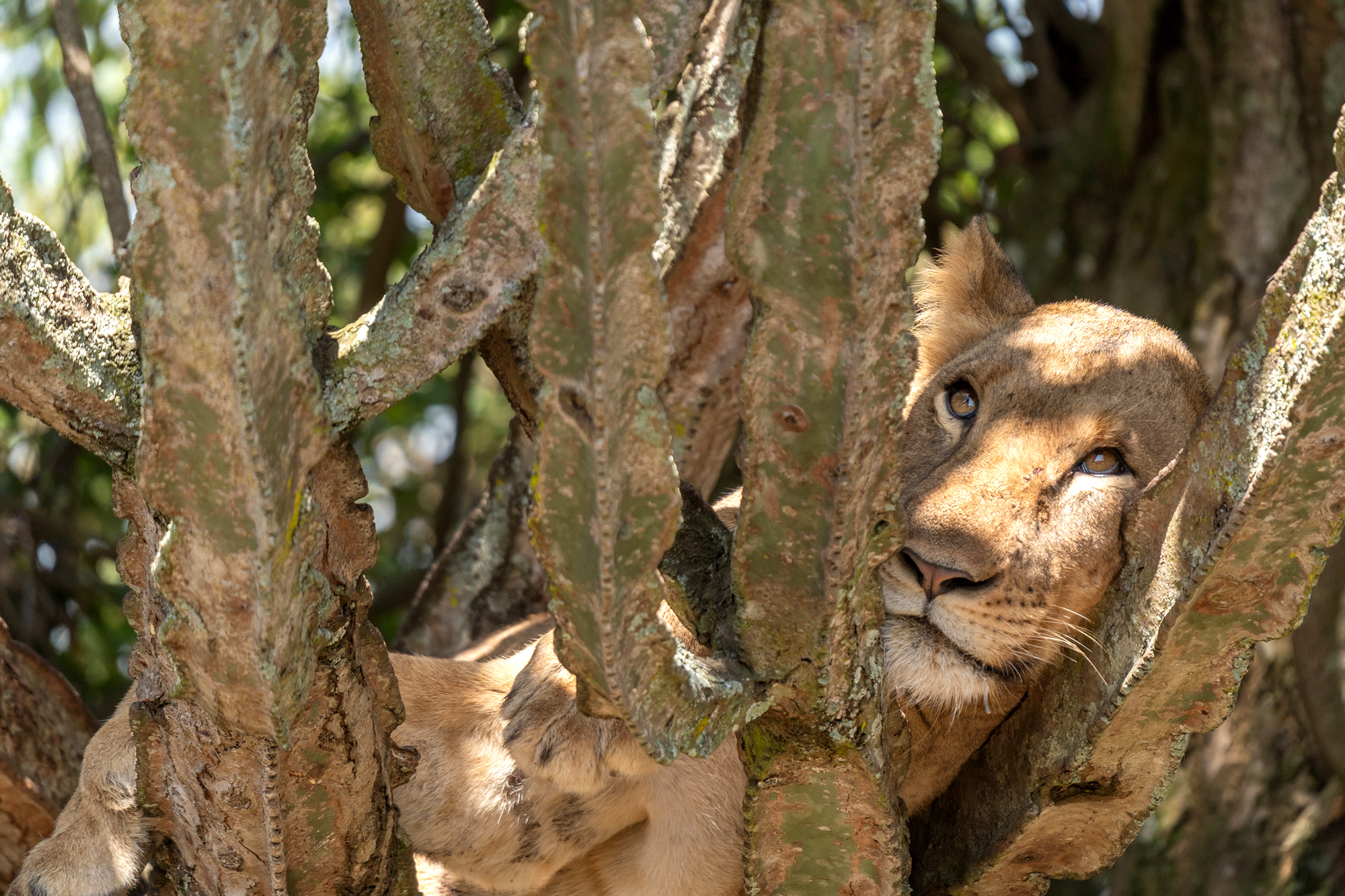 Lion photographed on a safari
