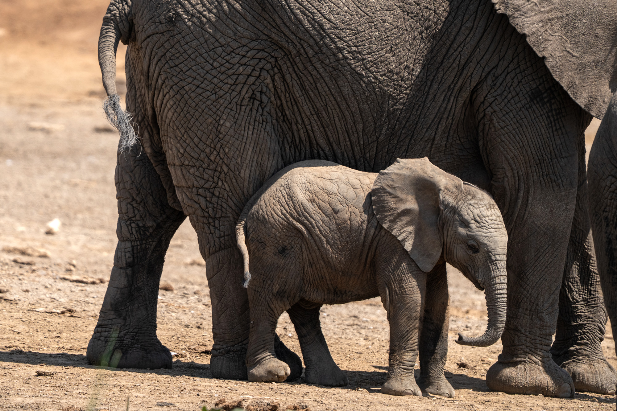  Kenya - Where Safari Was Born 