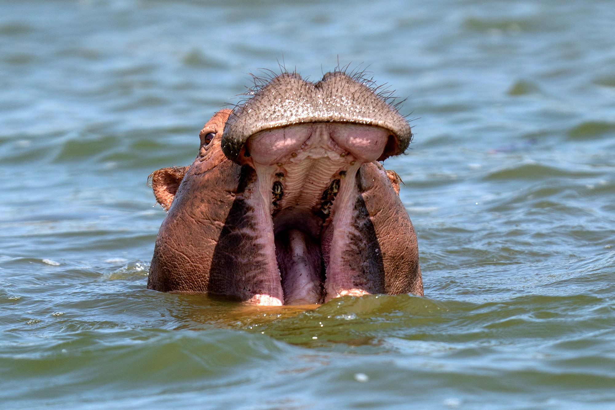 Hippopotamus photographed on a safari