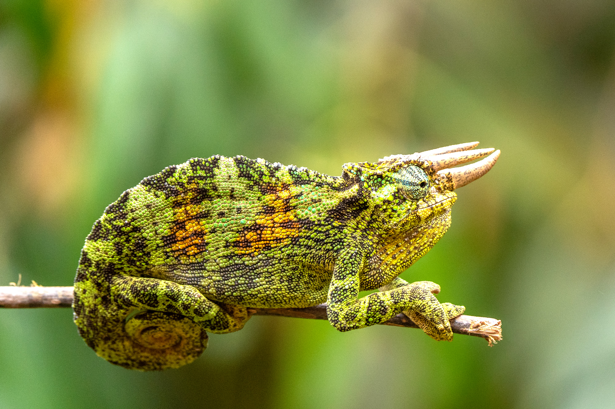 Frog photographed on a safari
