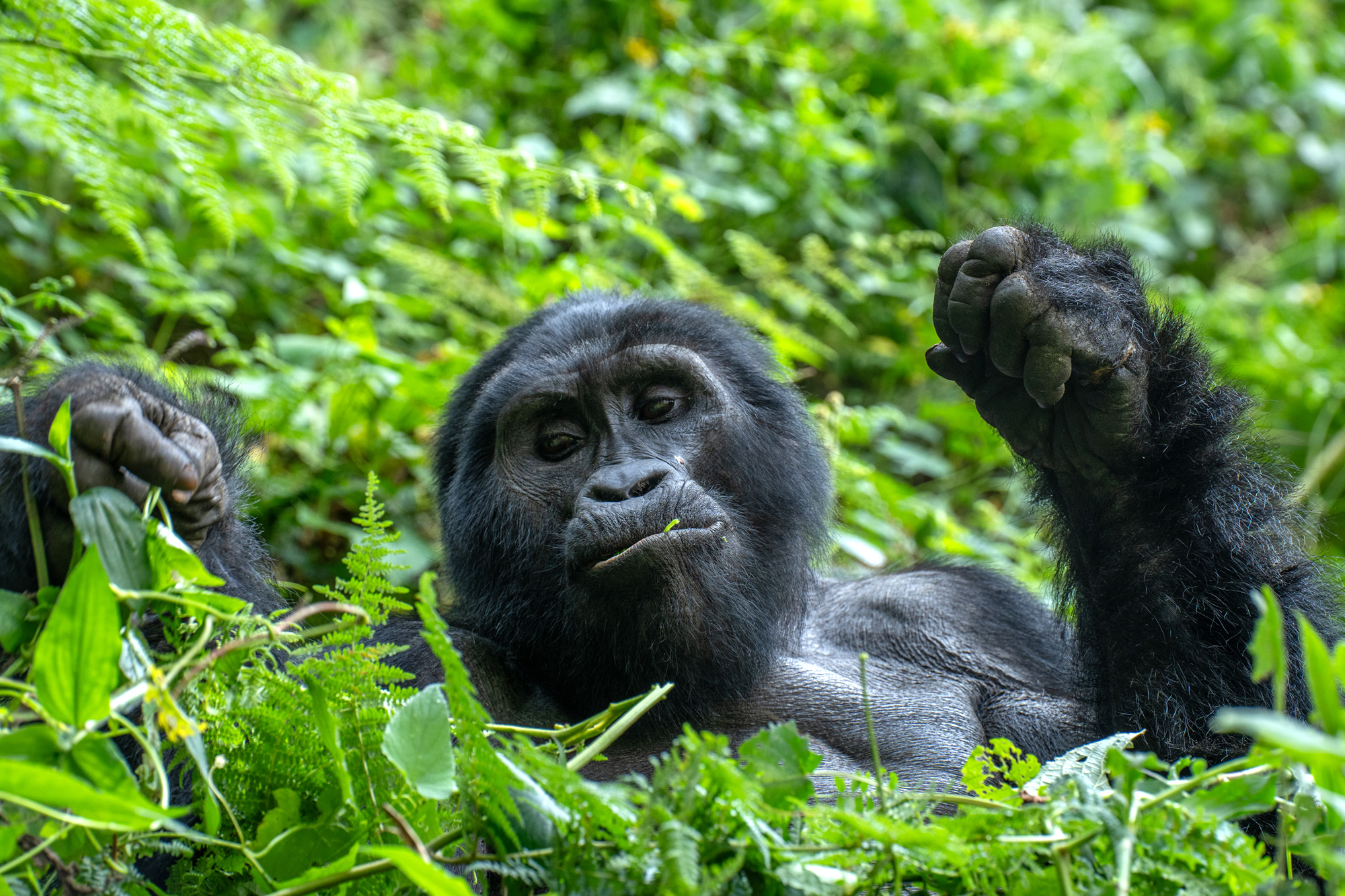 Gorilla photographed on a safari
