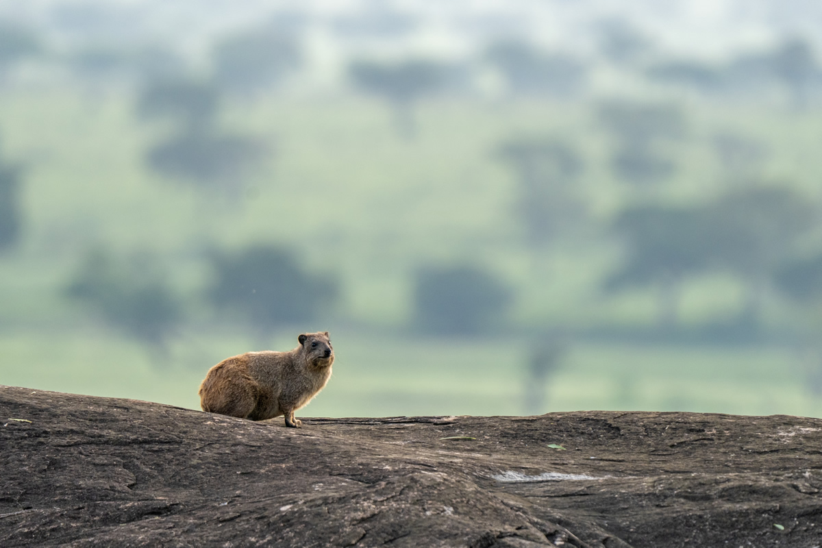 Truly memorable safari