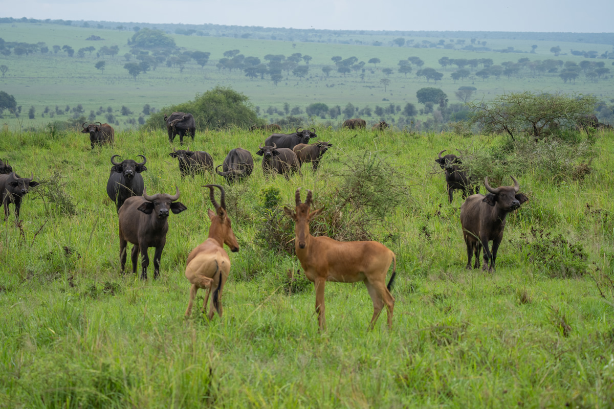  Tanzania - Where the Earth Feels Endless 