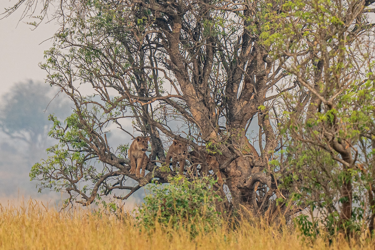 Lions - Every destination in East Africa has its own unique character