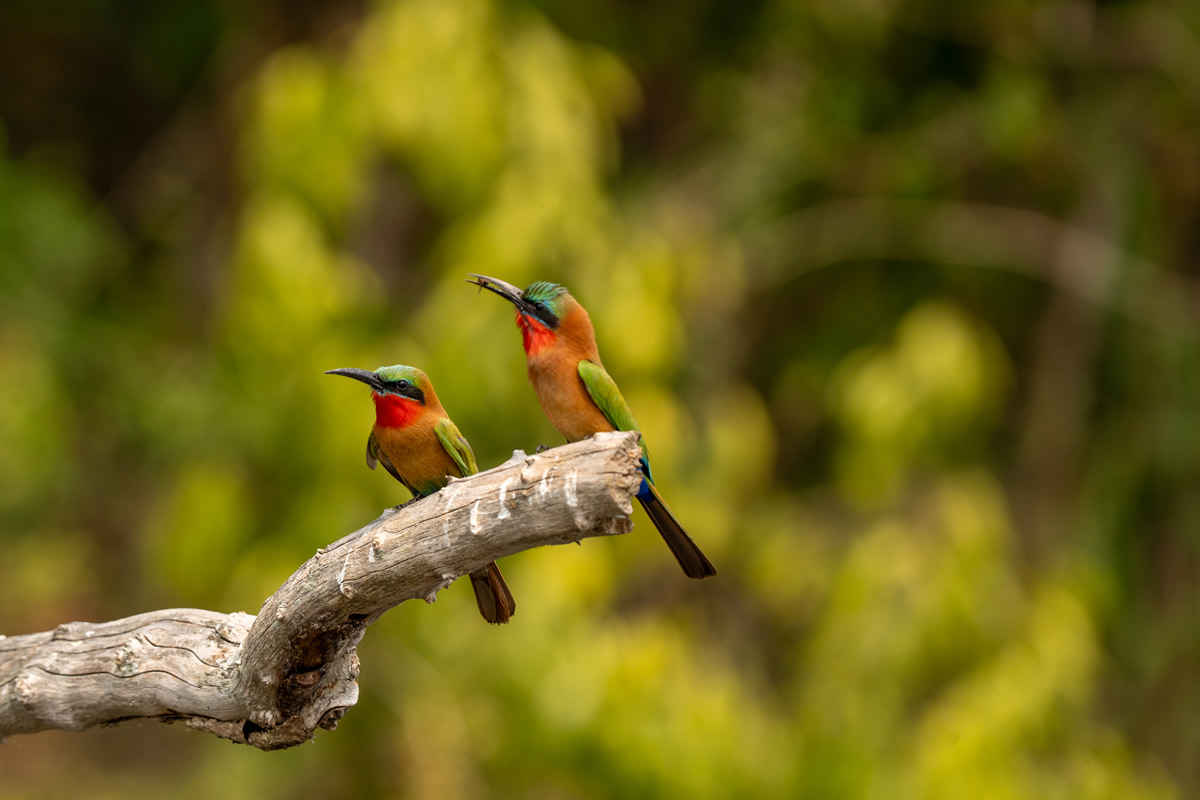 The Language of the Rainforest