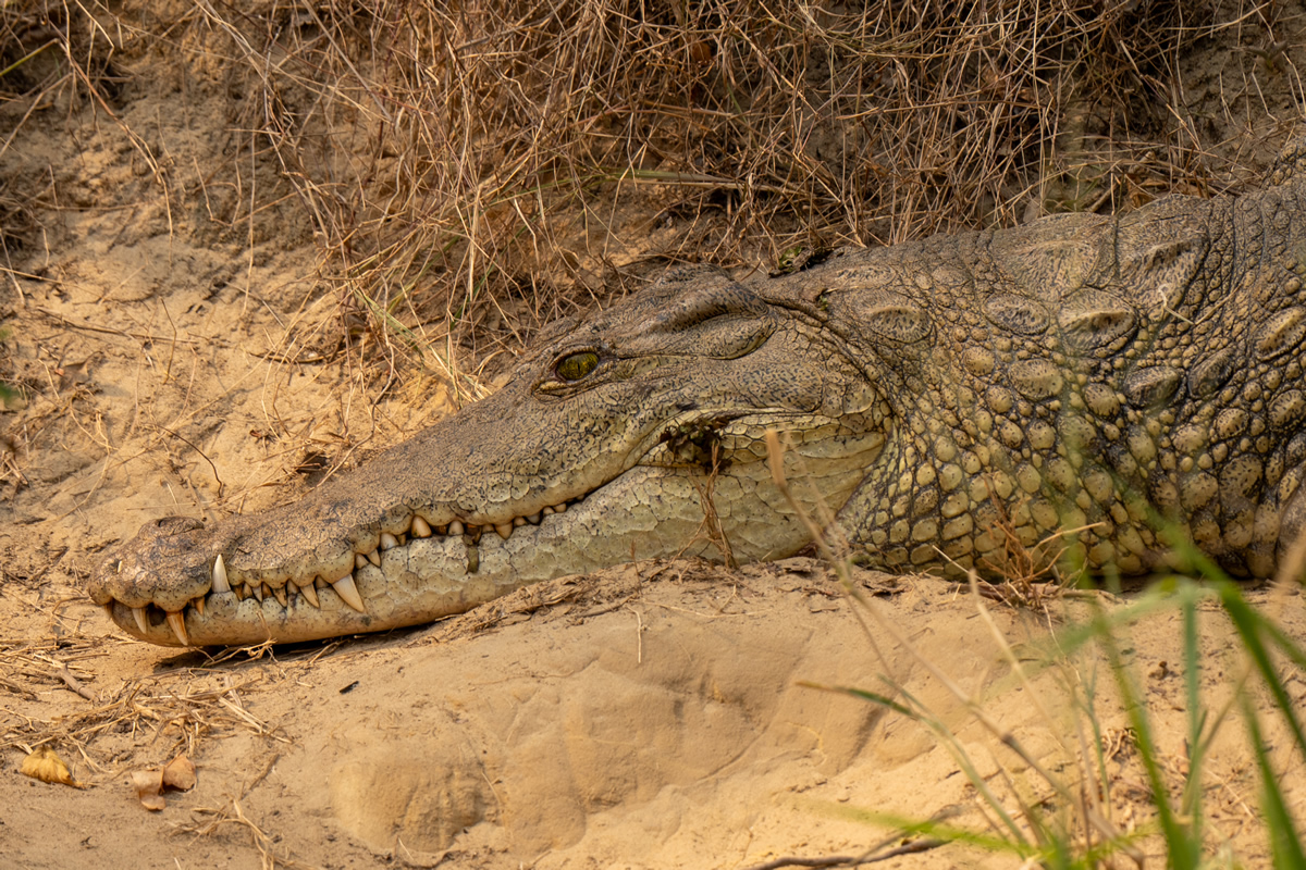 Krokodil - Pure Nature Eco Safari