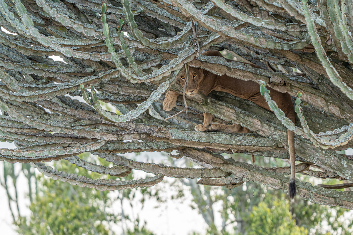 Lion in a tree