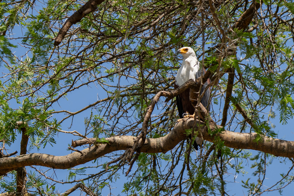 The remarkable world of the Kazinga Channel