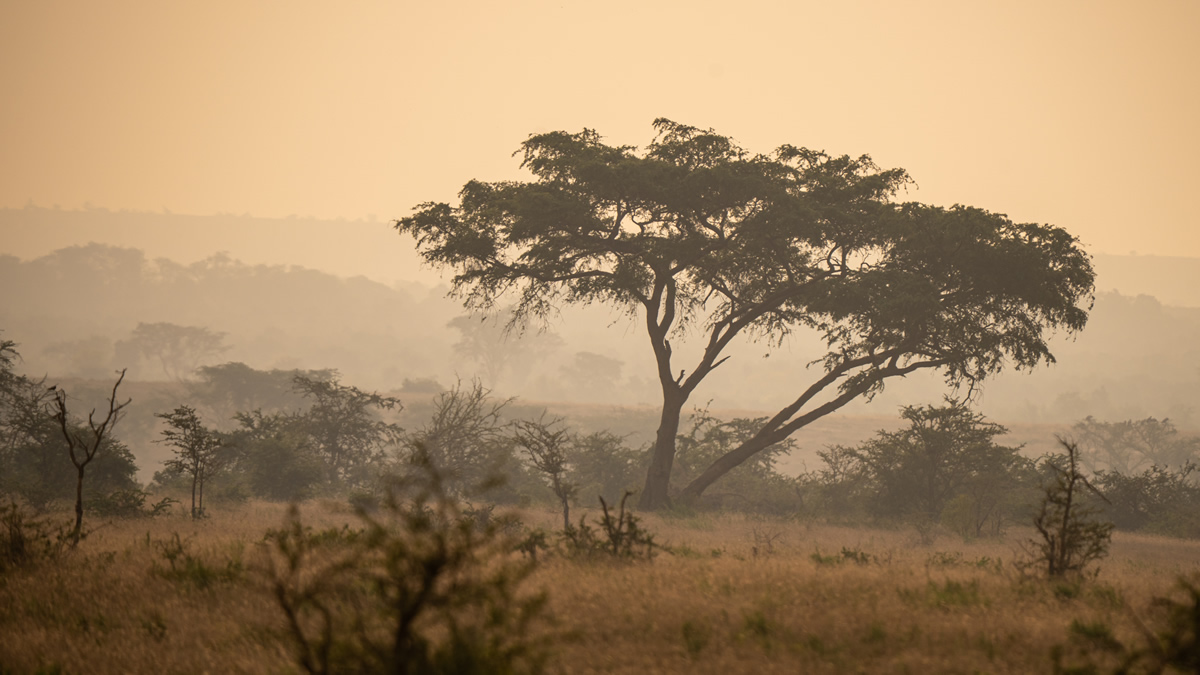 Leaving the savannah behind