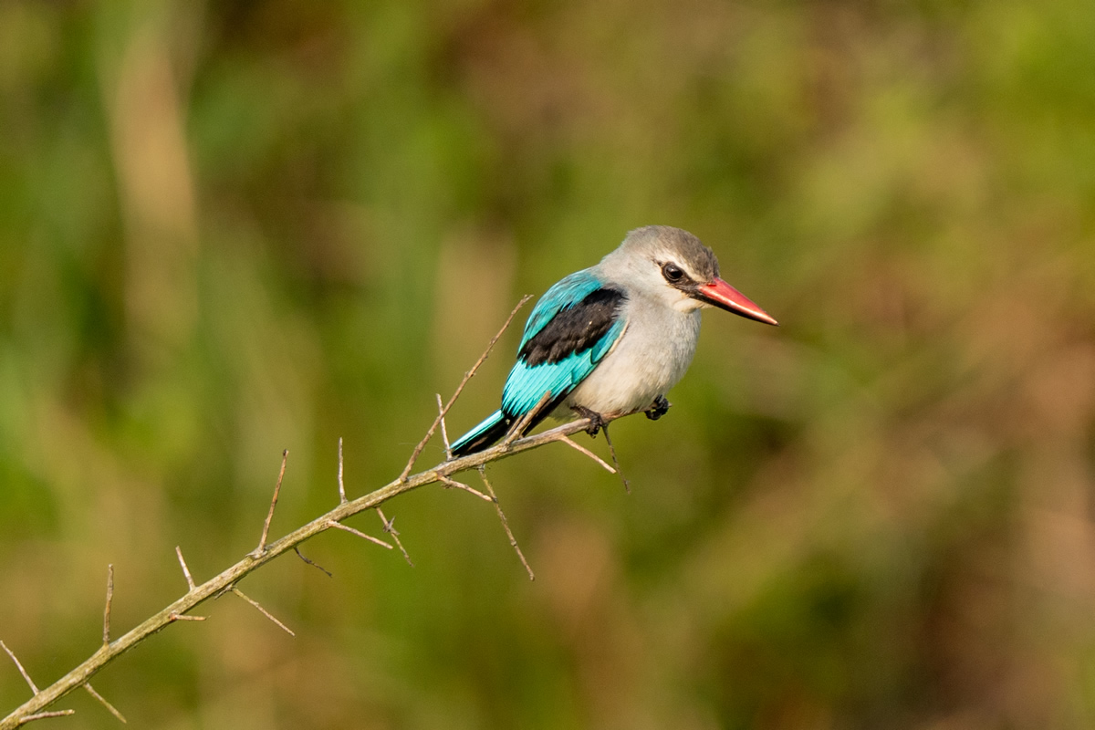 Uganda´s Five Habitats Birding Safari