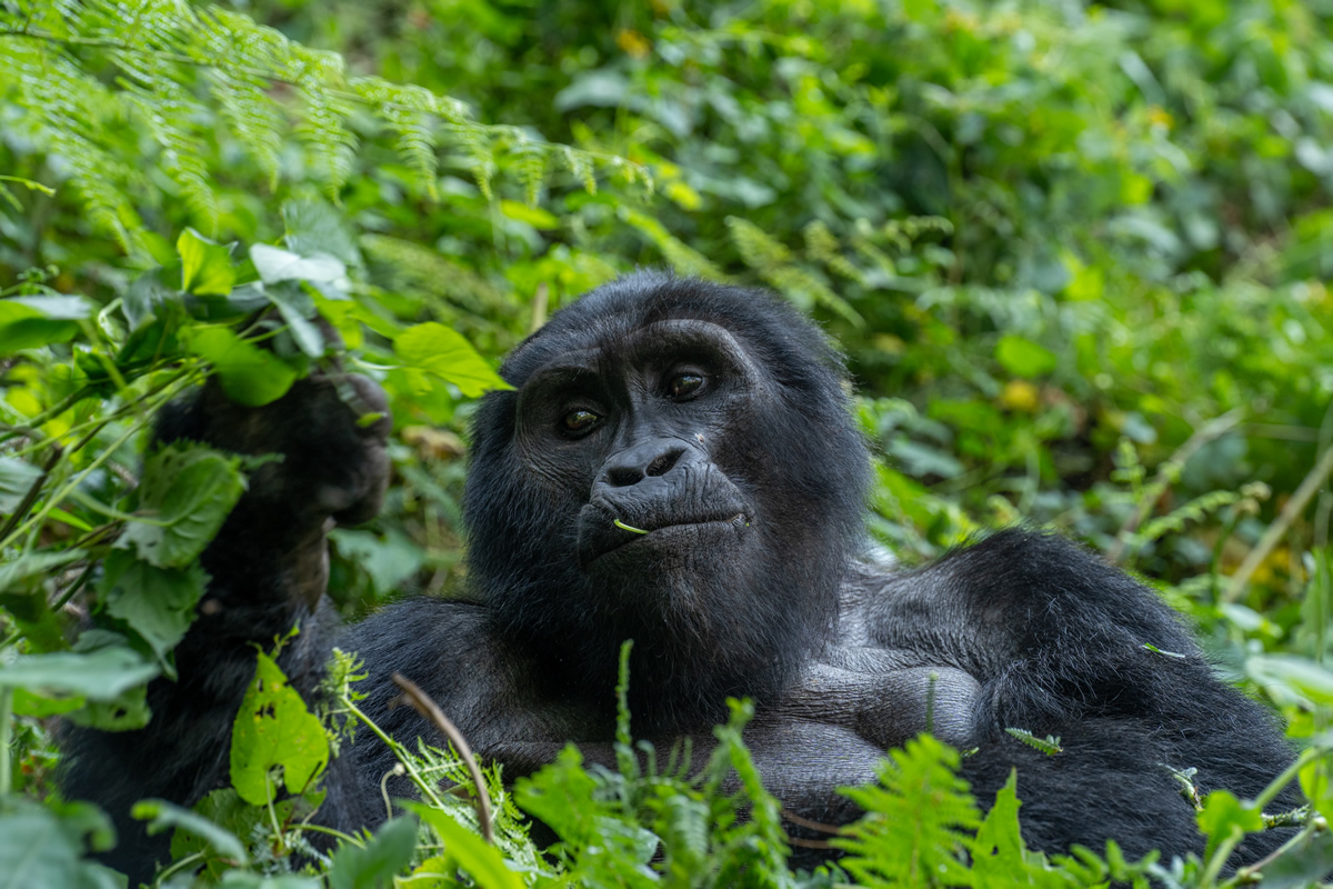 Gorilla Safari - Dem König des Regenwaldes begegnen