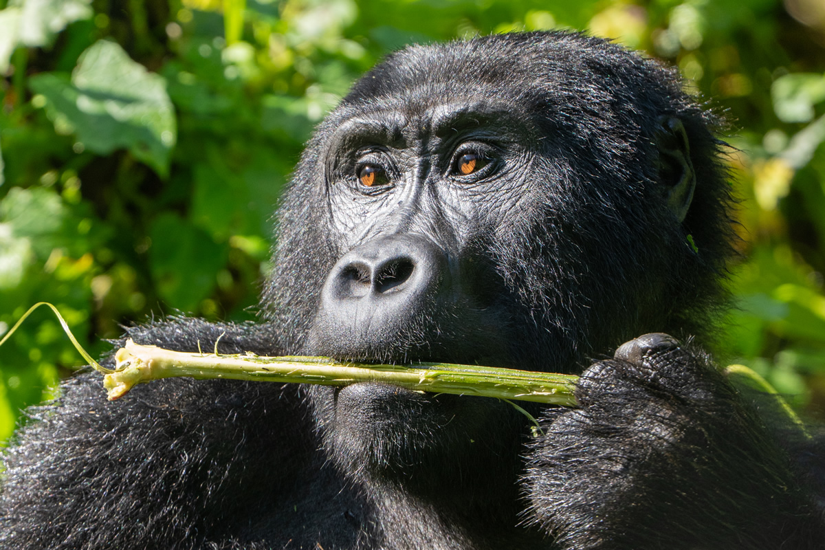 Gorilla Trekking - An encounter shaped by respect