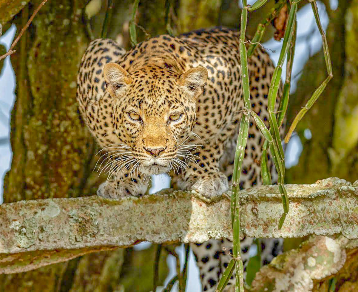 Queen Elizabeth National Park