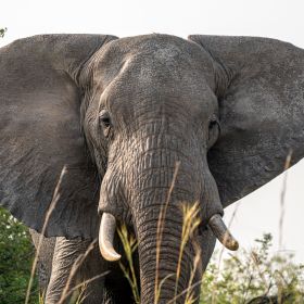 East Africa Travel - Elephant