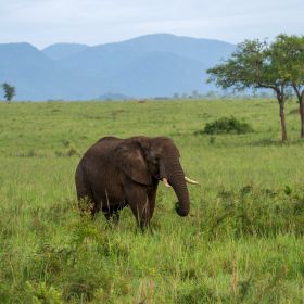 Wild Elephant